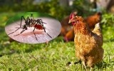 Muốn bảo vệ chính mình khỏi sốt rét thì khi ngủ có một con gà ở bên cạnh