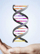 Các nhà khoa học phát hiện gen đực ở muỗi sốt rét 