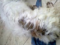 Ký sinh trùng giống sốt rét từ ve lan đến Anh Quốc qua chó