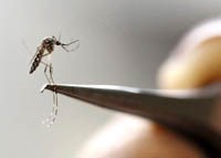 Muỗi trưởng thành có thể truyền Zika đến con của chúng