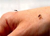 Tình trạng viêm ngứa ở các vết muỗi đốt tạo điều kiện cho các vi-rút sinh sôi