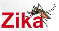 Muỗi Culex không truyền vi rút Zika