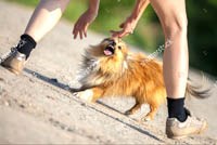 Chủ đề Ngày thế giới phòng chống bệnh dại: giáo dục, tiêm phòng và loại trừ