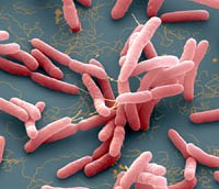 Đề phòng bệnh Melioidosis hiếm gặp