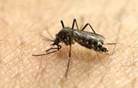 Một loại protein trong muỗi tiết ra có thể giữ virus Dengue trong tầm kiểm soát