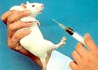 Hạt nano chủng ngừa chuột chống lại sốt xuất huyết