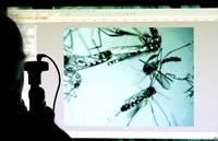 Kháng thế được xem là bước đột phá trong cuộc chiến chống virus Zika