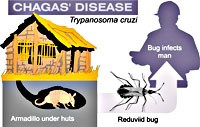 Phương pháp tiếp cận mới đầy tiềm năng trong thiết kế vaccine chống lại bệnh Chagas 