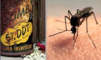 Sử dụng DDT trong phòng chống sốt rét ‛có thể ảnh hưởng đến khả năng sinh sản’
