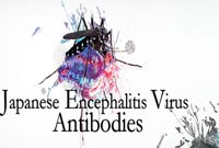 Viêm não Nhật Bản: Căn bệnh nguy hiểm do vector truyền ở người