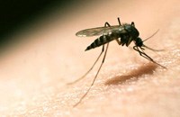 Ấn Độ có thể tự sản xuất thuốc điều trị sốt rét vào năm 2018