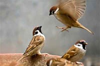 Cập nhật thông tin cúm A(H5N8) trên thế giới và Việt Nam 