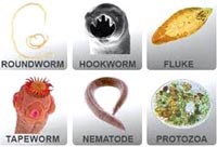 Các bệnh giun truyền qua đất (STH) và hướng dẫn tẩy giun đường ruột tại cộng đồng