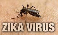Kiểm soát muỗi bằng hóa chất không hiệu quả trong cuộc chiến chống virus Zika