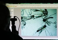 6 % phụ nữ Mỹ nhiễm Zika trong khi mang thai có trẻ sơ sinh bị dị tật bẩm sinh