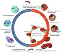 Hợp chất phá vỡ hormone có thể cung cấp cách tiếp cận mới kiểm soát sốt rét