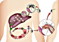 Ngăn chặn hoạt động hoóc-môn ở muỗi có thể làm giảm lan truyền sốt rét