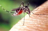 Vaccine sốt rét có hiệu quả trong thử nghiệm lâm sàng