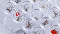 Phát hiện thêm 2 loài muỗi mang virus, nâng tổng số 9 loài mới trong vòng một thập kỷ