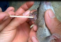 Thông tin cập nhật về bệnh sốt mò do Rickettsia Orientalis