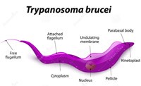 Một số phát hiện mới trong nghiên cứu các đơn bào Trypanosoma spp. trên thế giới 