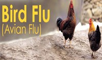 Dịch cúm gia cầm bao vây và ứng phó khẩn cấp của Việt Nam