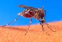 Một phân tử do ký sinh trùng sốt rét tạo ra thu hút muỗi tới người bị nhiễm bệnh.