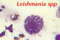Nhiễm đơn bào Leishmania spp: Bệnh truyền nhiễm nguy hiểm năm 2017 (Phần 2)