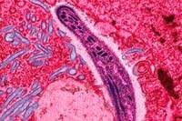 Nguồn tài trợ từ Quỹ Gates nhằm thúc đẩy chương trình nghiên cứu sốt rét