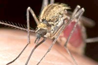 Thử nghiệm lâm sàng mới thuốc sốt rét điều trị ung thư giá rẻ