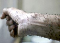 Nhiều loài muỗi có thể truyền dịch bệnh  Zika hơn suy nghĩ trước đây