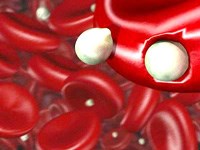 Nghiên cứu sự phát triển và lẩn trốn của ký sinh trùng sốt rét trong tế bào hồng cầu hướng tới phát triển trị liệu sốt rét mới