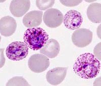 Nghiên cứu dịch tễ học di truyền kháng thuốc do Plasmodium falciparum tại một số khu vực trong Tiểu vùng sông Mê Kông (GMS) và Việt Nam