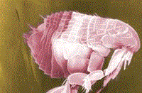 Thông tin cập nhật về bệnh dịch hạch