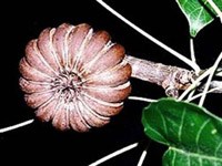 Điểm tin y tế từ các báo ngày 20/4 đến 21/4 năm 2017