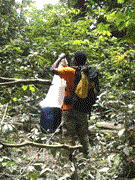 “Ruồi tự nhiên” có thể giúp phát hiện các bệnh truyền nhiễm đang nổi