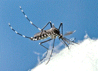 Virus Zika hiện nay được phát hiện ở loài muỗi thứ hai