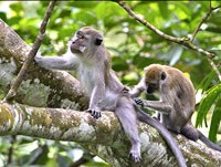 Khỉ Macaca spp đóng vai trò vật chủ ổ chứa ký sinh trùng sốt rét đang nổi  P.knowlesi