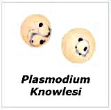 Một số khoảng trống trong nghiên cứu loài ký sinh trùng sốt rét lây truyền từ linh trưởng sang người Plasmodium knowlesi