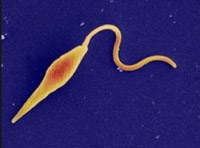 Leishmaniasis-“sát thủ ký sinh trùng” lớn thứ hai trên thế giới sau sốt rét