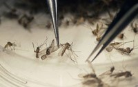Muỗi truyền virus Zika đồng thời có thể truyền các virus khác