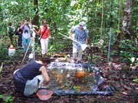 Nạn phá rừng do con người gây ra làm gia tăng số ca sốt rét