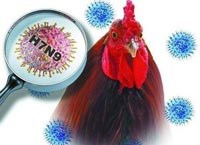 Chủ động ngăn ngừa dịch bệnh cúm A(H7N9) xâm nhập nội địa