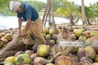 Nông dân là đàn ông có nguy cơ nhiễm chủng sốt rét khỉ cao nhất tại Malaysia