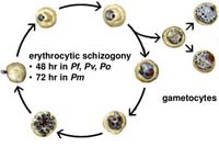 Ứng viên thay thế primaquin với điều trị ngắn ngày: đạt được sự tuân thủ và chấp thuận của bệnh nhân sốt rét