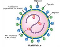 Sởi gây chết người nhưng có thể phòng ngừa được