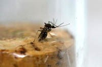 Muỗi đột biến làm giám sát kháng hóa chất diệt côn trùng thành chìa khóa kiểm soát Zika