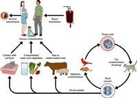 Phần 1: Bệnh ký sinh trùng đơn bào lây truyền qua đường thực phẩm- Một vấn đề sức khoẻ cộng đồng quan tâm