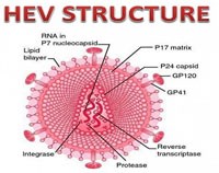 Chúng ta có nên lo lắng về viêm gan E?