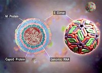 Cập nhật tình hình về sốt xuất huyết dengue ở khu vực Tây Thái Bình Dương